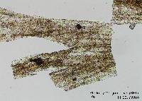 Batrachospermum africanum image