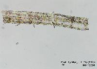 Batrachospermum africanum image