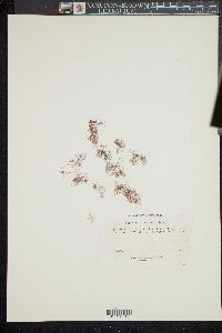 Bostrychia radicans image