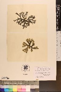 Codium simulans image