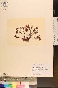 Neuroglossum binderianum image