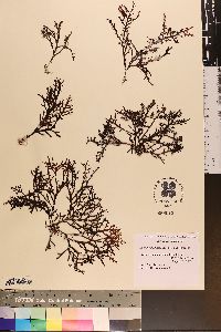 Laurencia spectabilis image