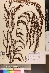 Sargassum herporhizum image