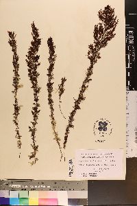 Sargassum herporhizum image