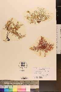 Image of Laurencia aguilar-rosasorum