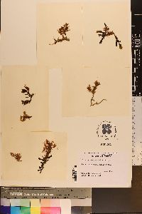 Herposiphonia spinosa image
