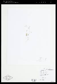 Nitella subglomerata image