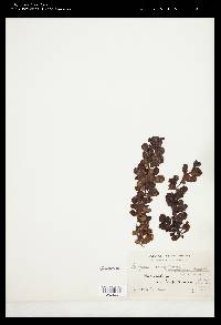 Sargassum ilicifolium var. conduplicatum image