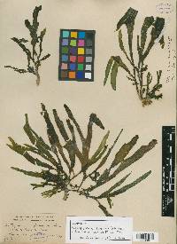 Spatoglossum crispatum image