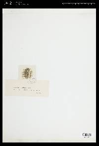 Closterium moniliferum image
