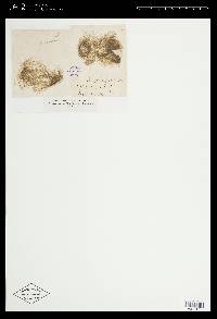 Spirogyra majuscula image