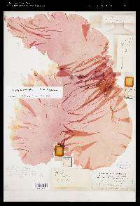 Porphyra miniata image