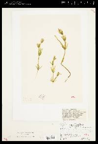 Chara australis var. stuartiana image