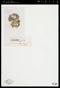 Oedogonium undulatum image