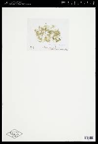 Oedogonium wolleanum image