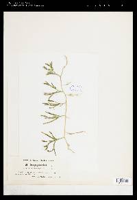 Caulerpa juniperoides image