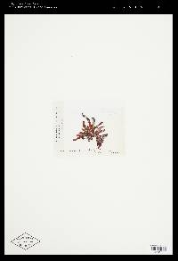 Melanamansia glomerata image