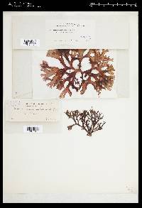 Chondrus canaliculatus image