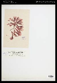 Delesseria sinuosa f. lingulata image