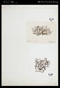 Mychodea hamata image