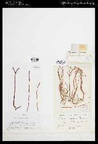 Nemalion lubricum image