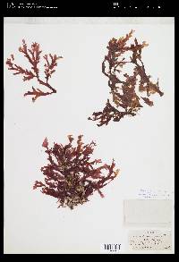 Hymenena affinis image