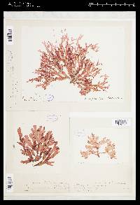 Nitophyllum laceratum image