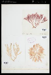 Plocamium angustum image