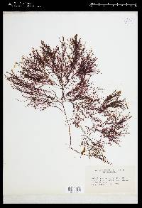 Gelidium arborescens image