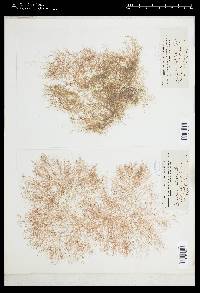 Griffithsia globulifera image
