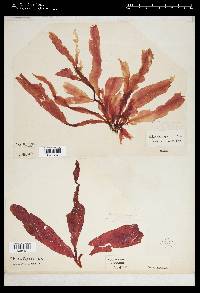 Holmesia capensis image