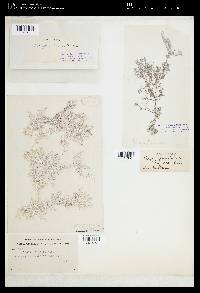 Ganonema pinnatum image