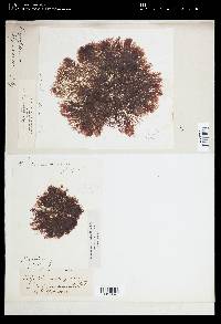 Polysiphonia corymbosa image