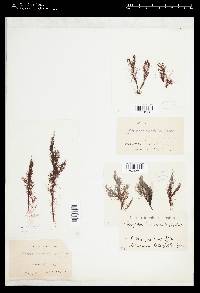 Polysiphonia urceolata image