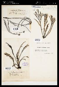 Bifurcaria bifurcata image