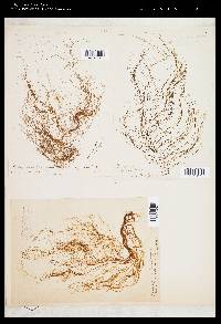 Dictyosiphon foeniculaceus image