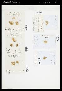 Ectocarpus bombycinus image