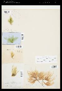 Ectocarpus commensalis image