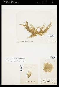 Ectocarpus commensalis image