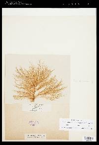 Ectocarpus commensalis image