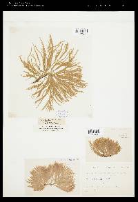 Spongonema tomentosum image