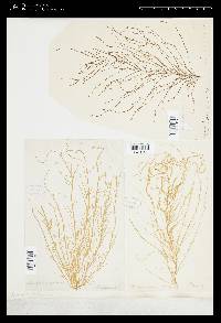 Eudesme virescens image