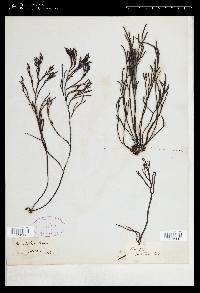 Bifurcaria bifurcata image