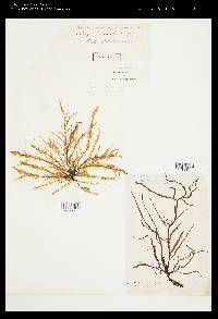 Mesogloia vermiculata image