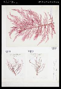 Rhodoptilum plumosum image