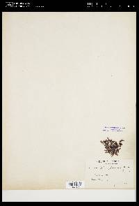 Gelidium japonicum image