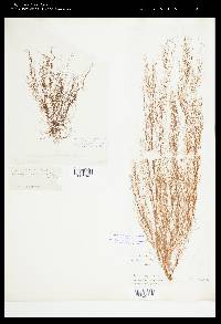 Phloeospora subarticulata image
