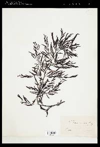 Sargassum coreanum image