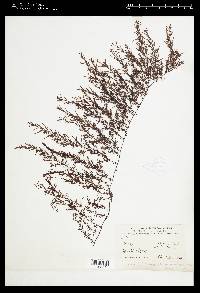 Sargassum polycystum image