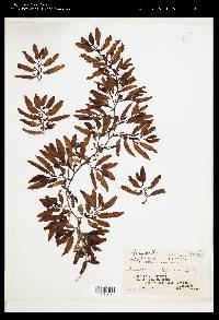 Sargassum siliquosum image